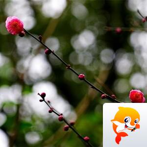 󾓭八一☆ᴶᴳ天羽