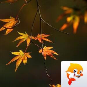 雨后阳光【情暖天涯】