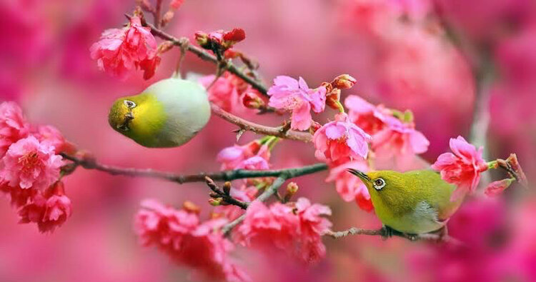 春来花正红（图8）