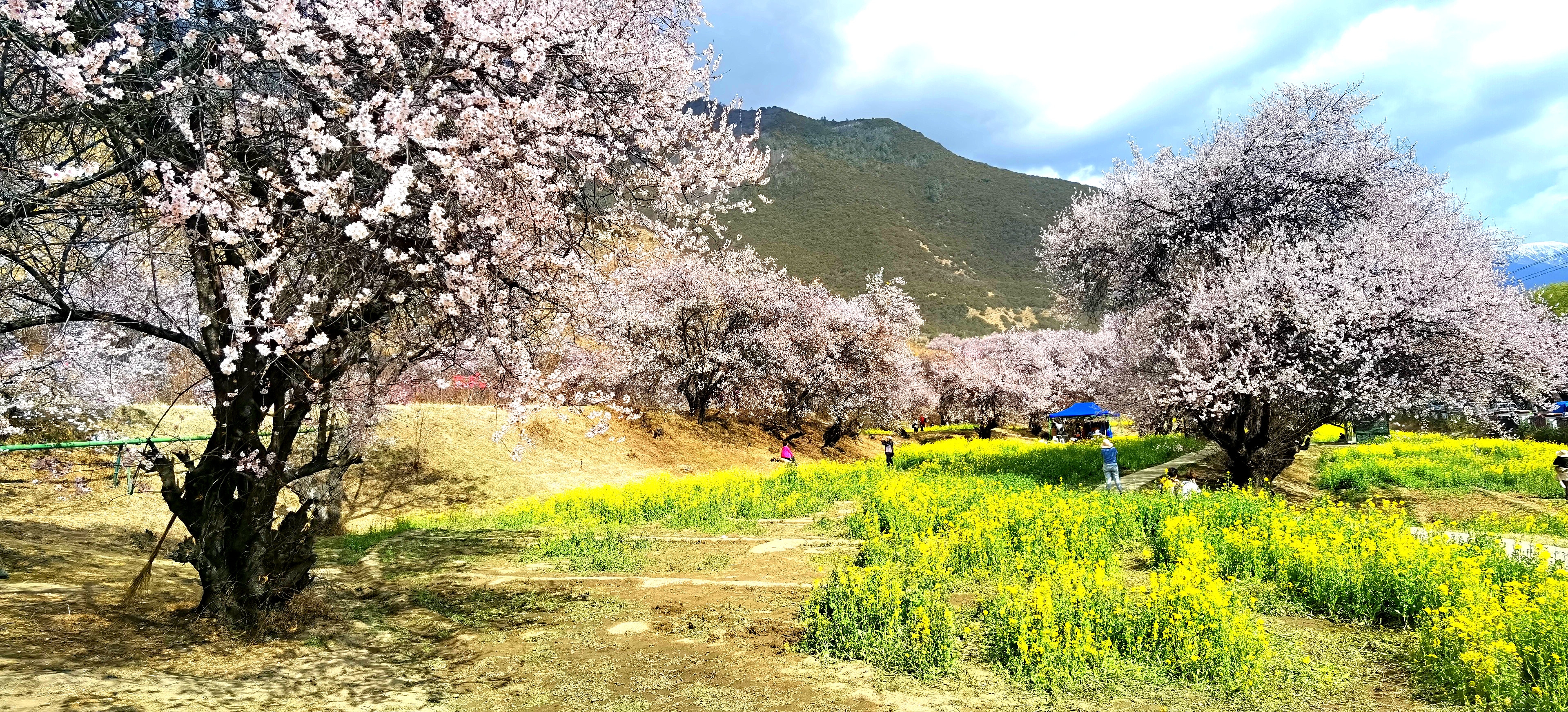 川进青出驾进西藏林芝桃花嘎拉村六