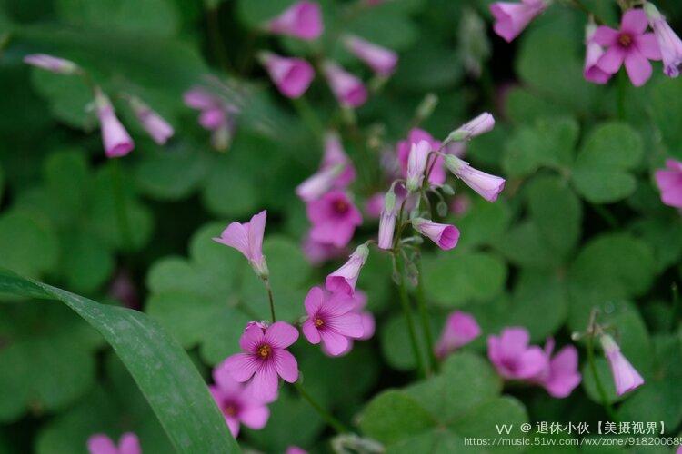 关节酢浆草1vv首发