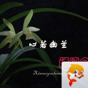 心若幽兰