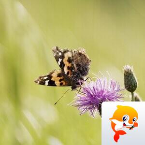 影丐书生（中国图库签约摄影师）