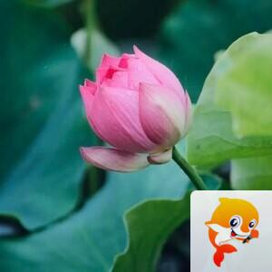 小浅🎤V娱热点