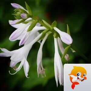 一吨阿婆【爱花家园】