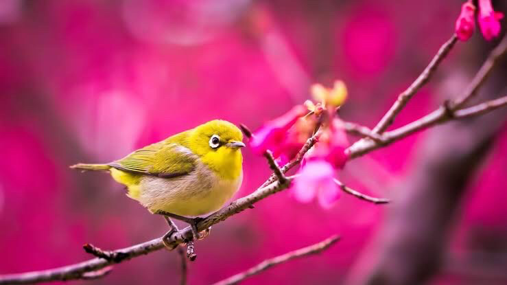 春来花正红（图4）