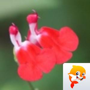 曦月【美摄视界】