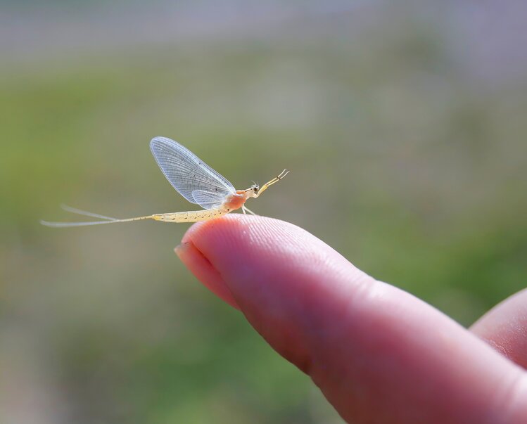 朝生暮死之蜉蝣