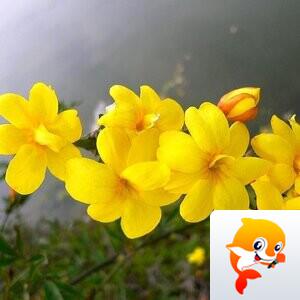 老石头【西窗剪烛】