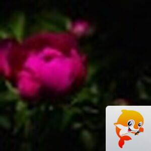 ༻晓艳疏香༺【璀璨星河】