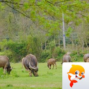 漁舟孤行【爱花家园】