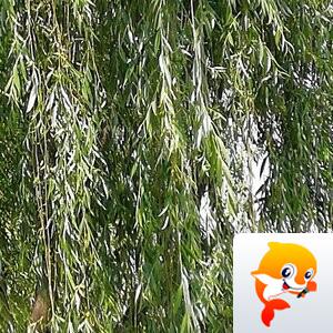 幽兰一箭香(赵放岚)