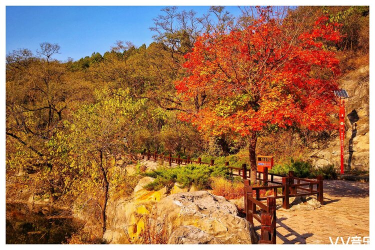 深秋时节北京樱桃沟