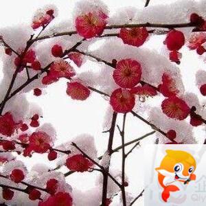 九妹儿