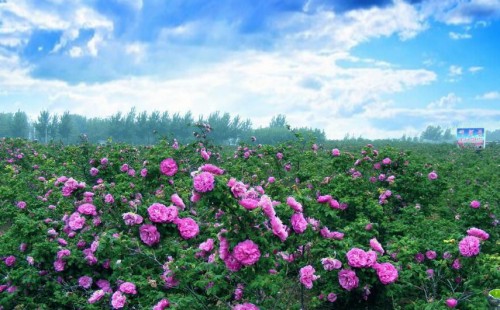 山东省平阴县盛产玫瑰花,在《中国名胜词典》上被称之为"玫瑰之乡".