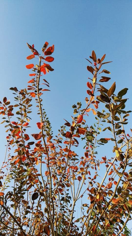 黄栌树简介(黄栌树的介绍)