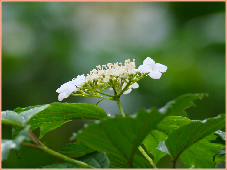 雨后琼花