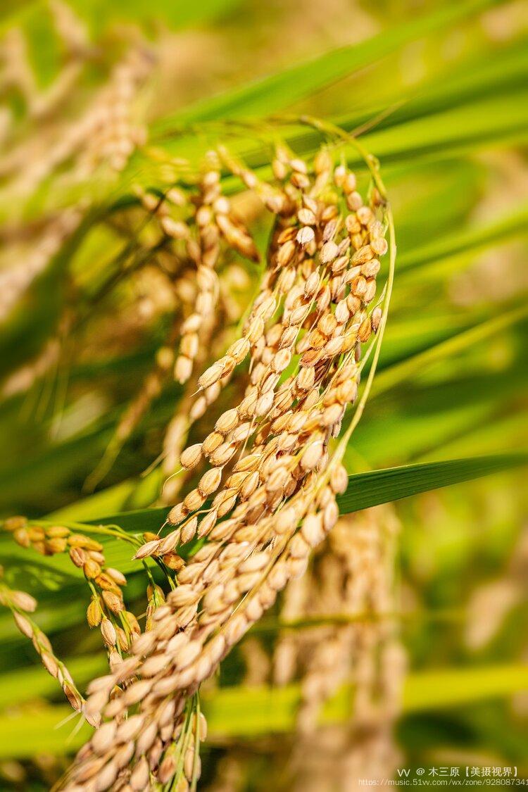 微距摄影61稻穗儿