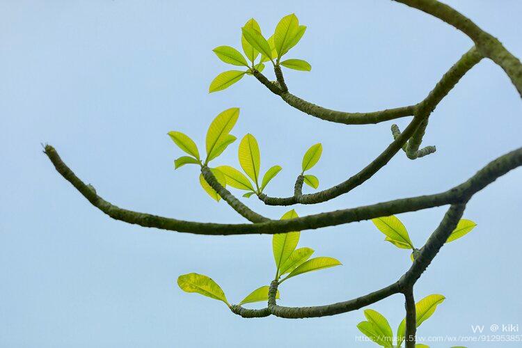 行摄广州鸡蛋花树枝丫伸展迎春来