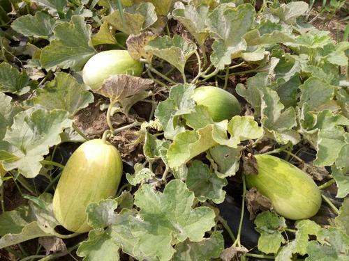 田瓜里面有老鼠图片来源网络