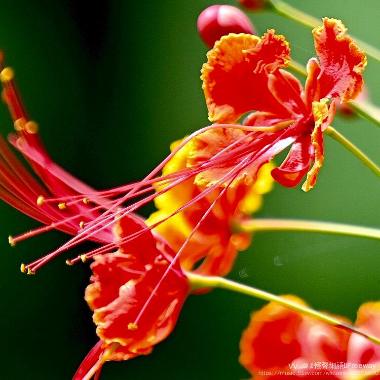 翩翩飞舞的红蝴蝶花首发