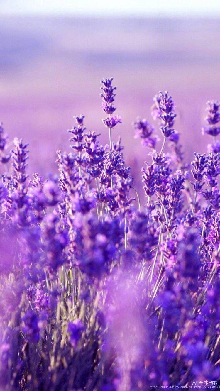 钟情于浪漫的紫色我做了一个梦