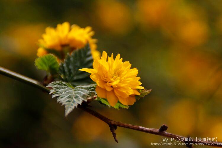 這種金黃色的花平淡無奇,西安隨處可見,特別是從迎春花開過後,它和