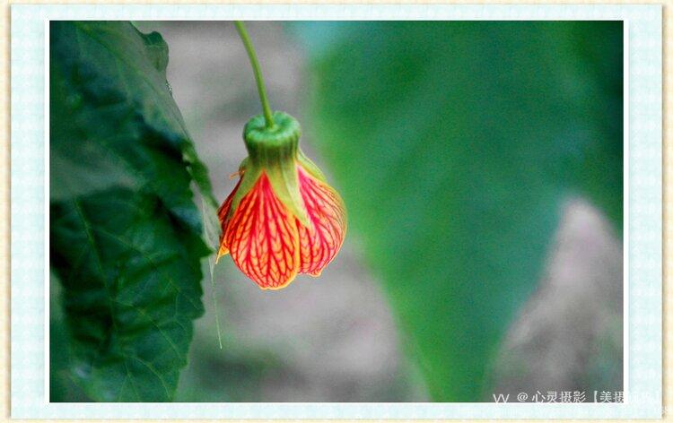 金铃花属锦葵科苘麻属植物,别名灯笼花,网花苘麻,纹瓣悬铃花等.