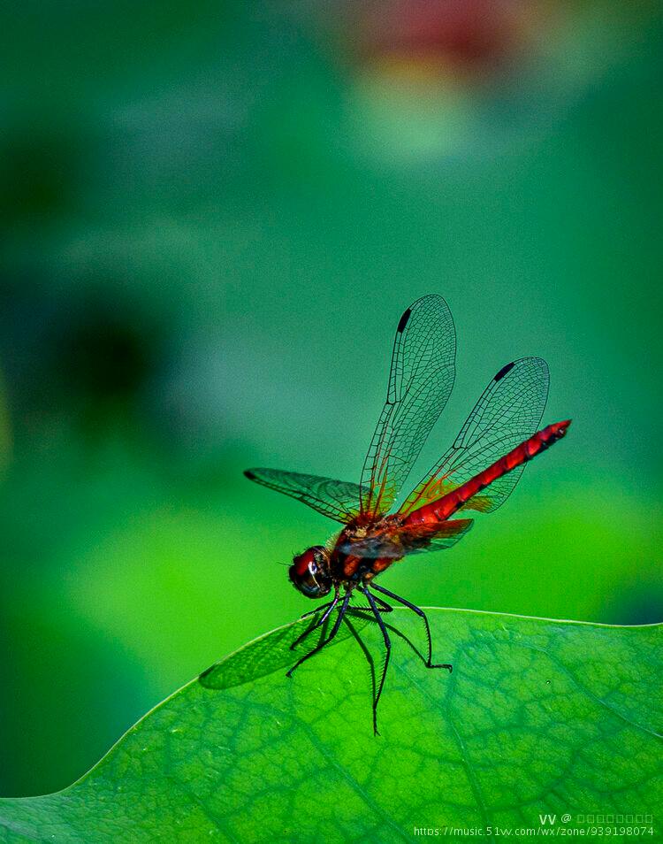 光影下的红蜻蜓
