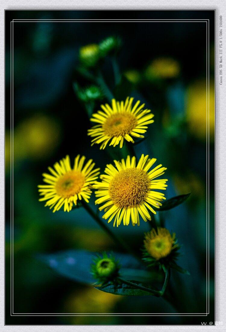 蜜蜂