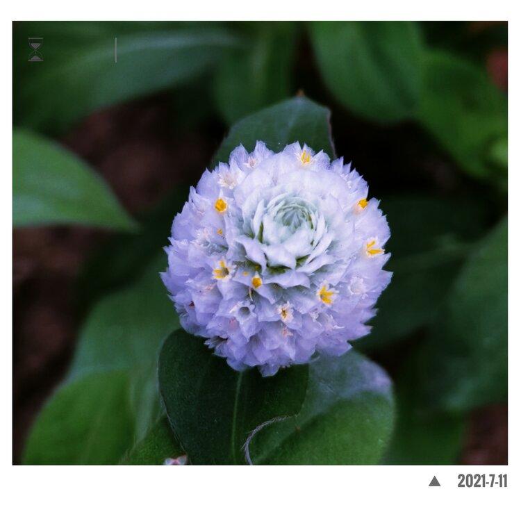 白色千日红原创首发