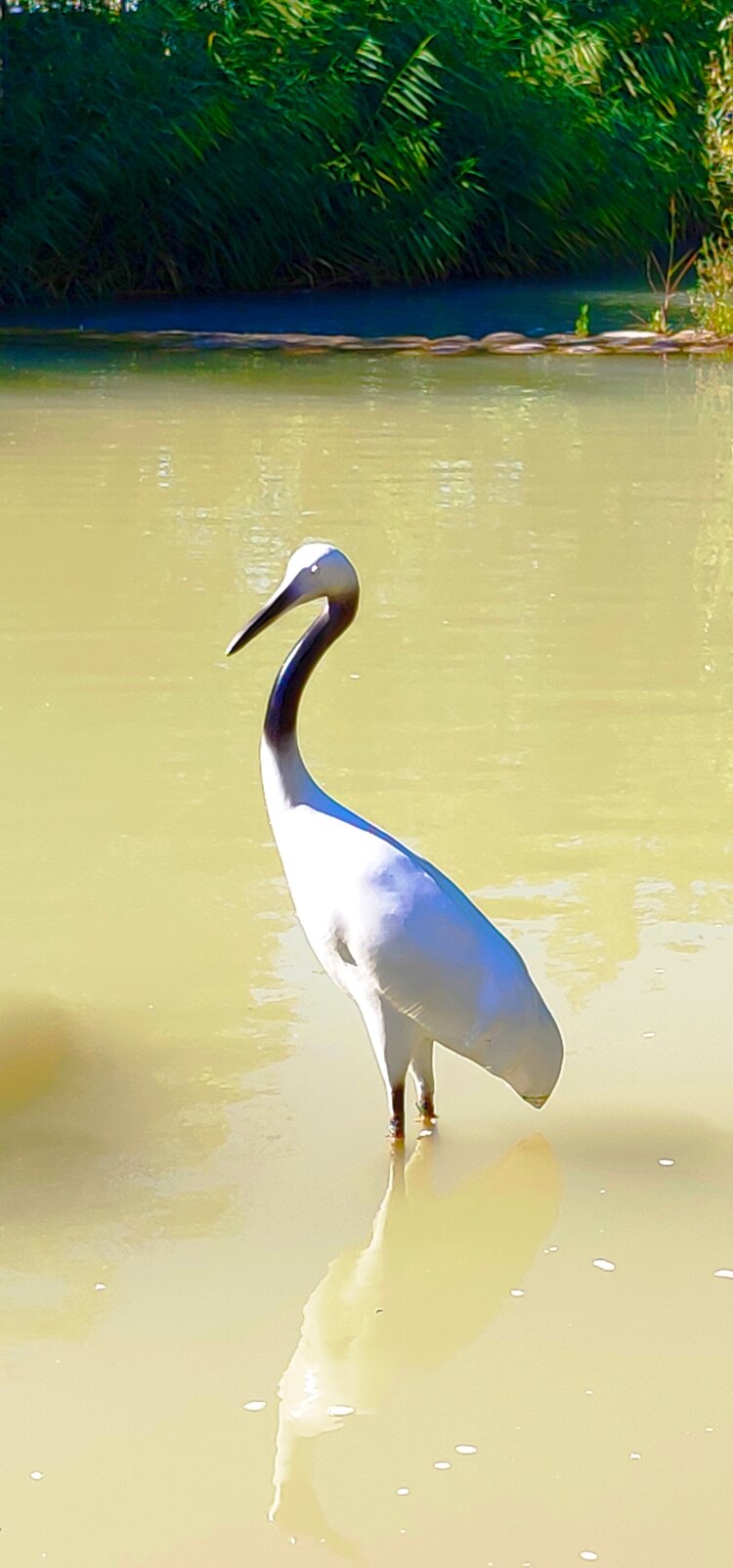 高挑的身姿,曼妙而轻盈,还可以看见丹顶鹤的倒影呢,真漂亮