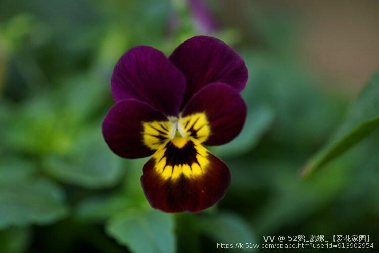 52鹦ꦿོ鹉螺ꦿ【爱花家园】