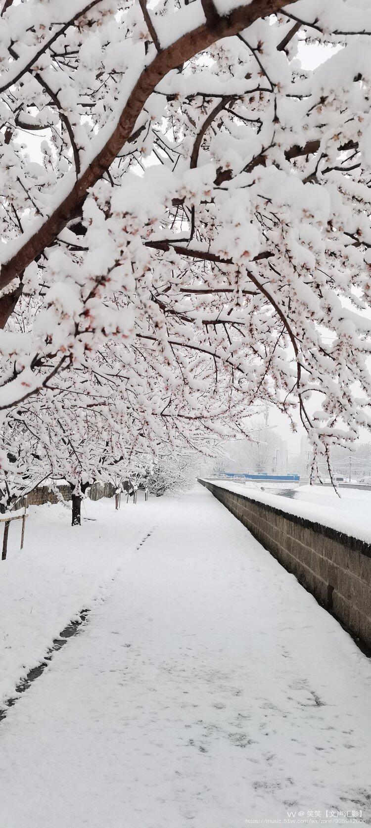 雪压枝头的美