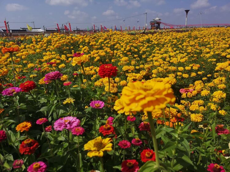 更鲜众客齐聚唱赞歌道情皮影情才艳圪梁梁上手挽手花海深处笑煊烂家乡