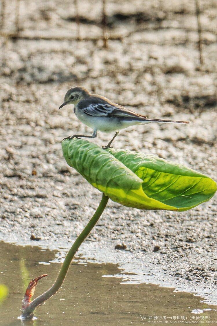 荷叶上站着白鹡鸰首发