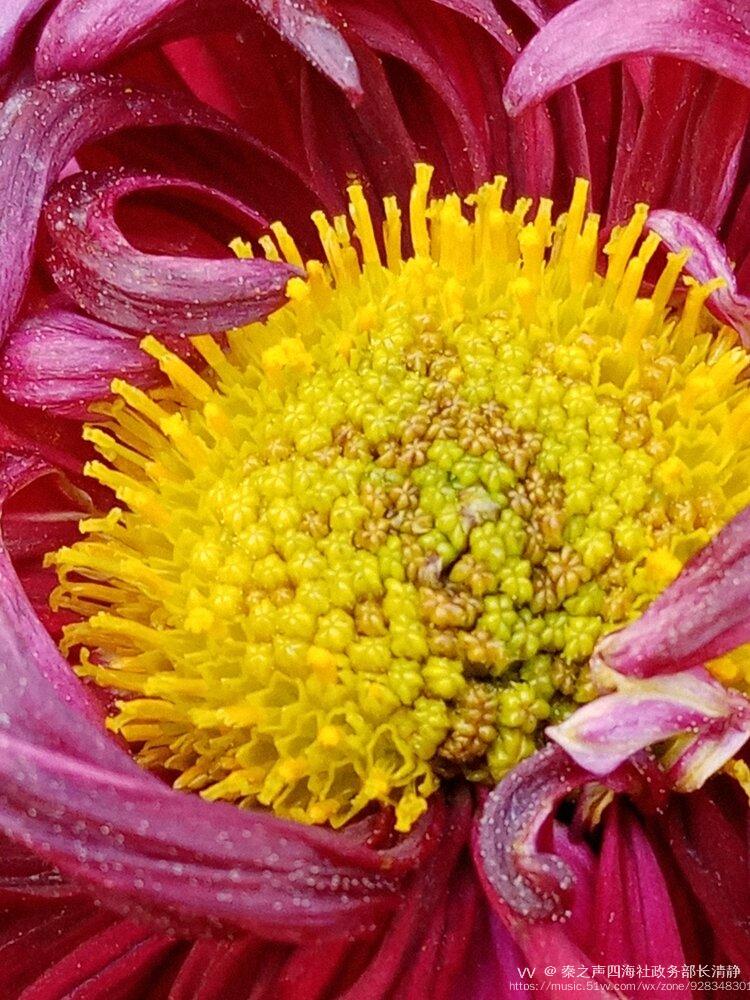 漂亮的菊花花蕊