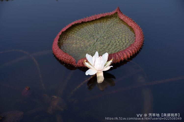 芳草地【美摄视界】