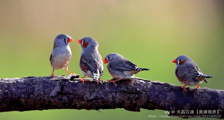 谢谢欣赏斑胸草雀(英文名:zebra finch,学名:taenio