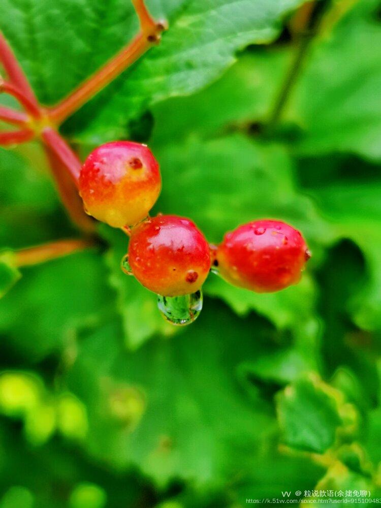 粒说歆语(余拙免聊）