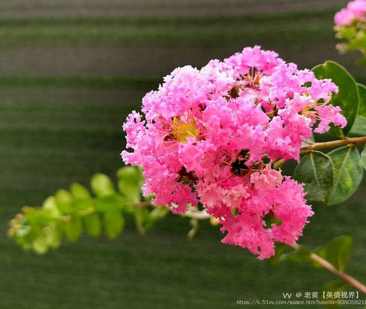 老黄【美摄视界】