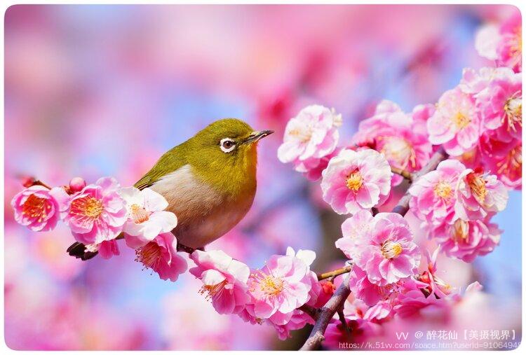 醉花仙【美摄视界】