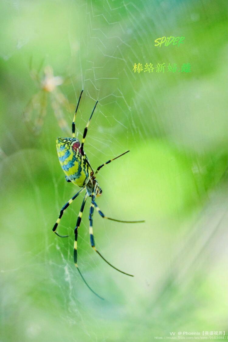 山里探路,拍到雌,雄棒络新妇蜘蛛[首发]