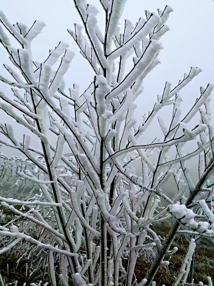 琼树银花,分外妖娆-2