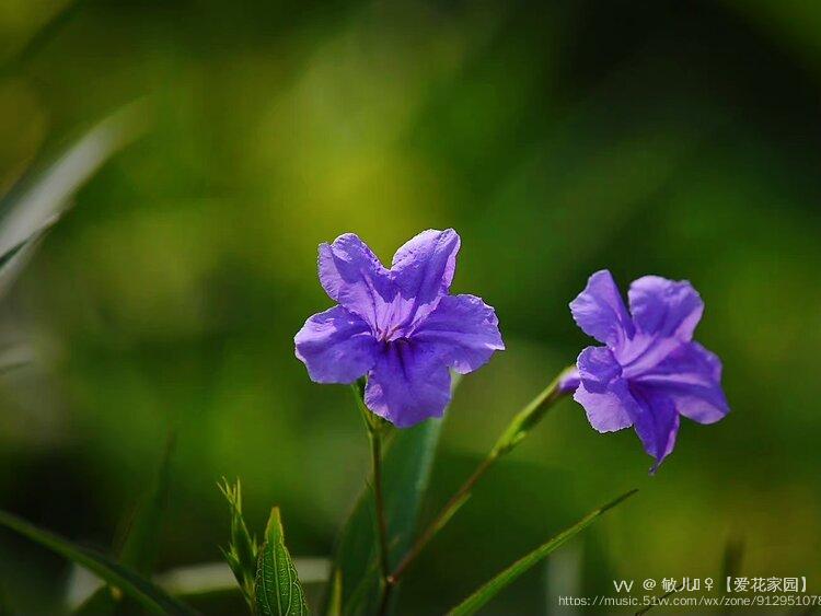 藍花草