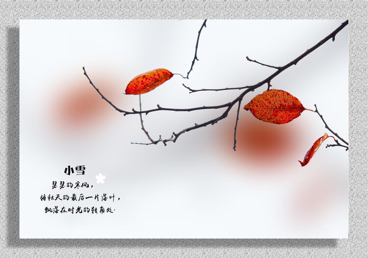柳之影【美摄视界】