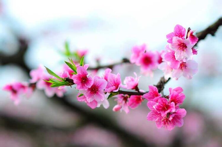 三月桃花扮麗妝,醒睡子(七律 平水韻)三月桃花