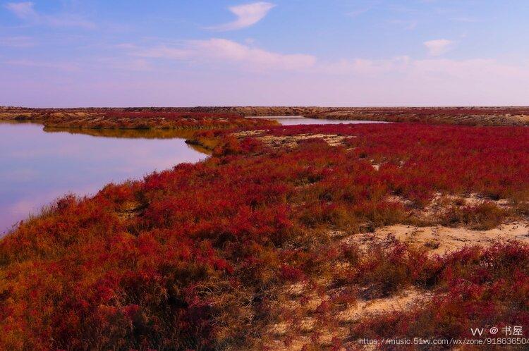 黄河口红地毯