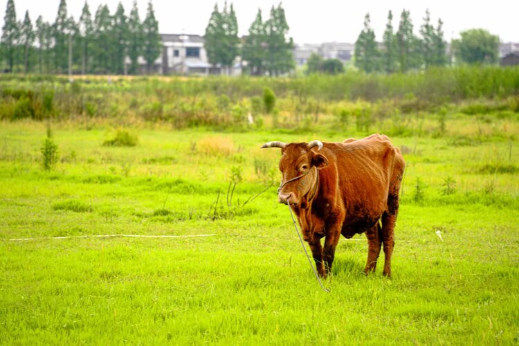哭67只有草地上这小黄牛67让我的心稳住67那嫩嫩的绿草67自由