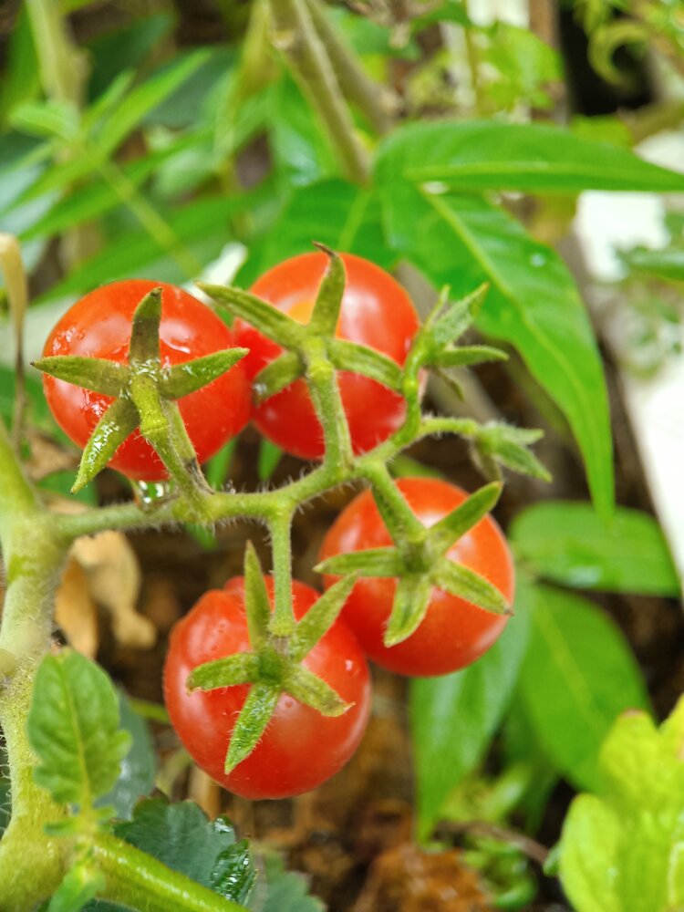 我家的小番茄首发